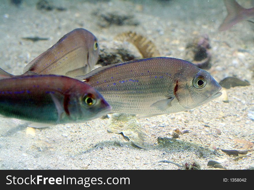 Portrait of a Common Pandora Fish. Portrait of a Common Pandora Fish