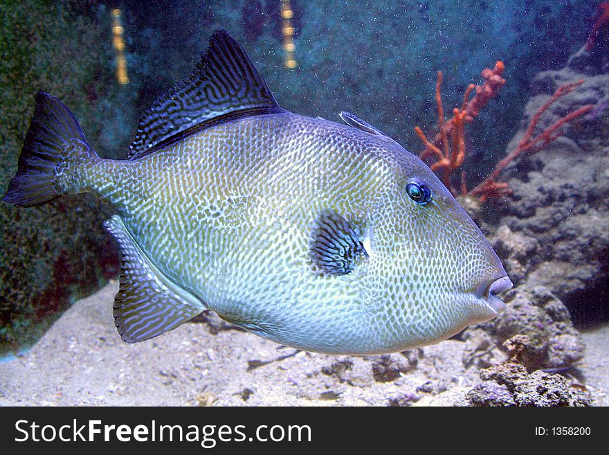 Portrait of a Grey Triggerfish Fish. Portrait of a Grey Triggerfish Fish