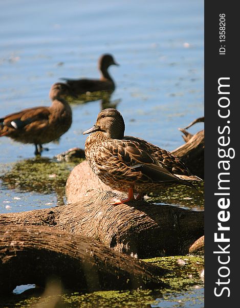 Duck on tree trunk in water. Duck on tree trunk in water