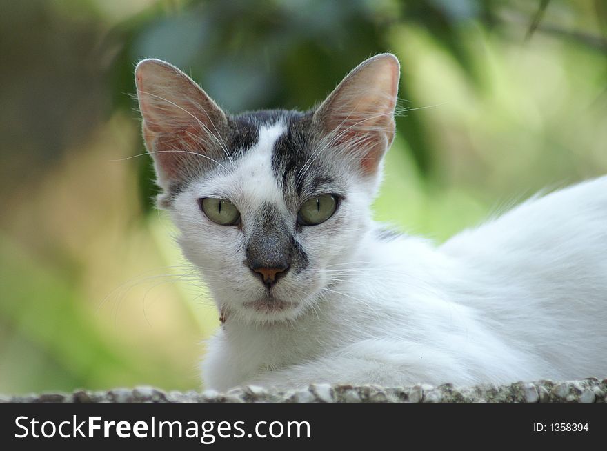 A white cat with a black mussle watching at you