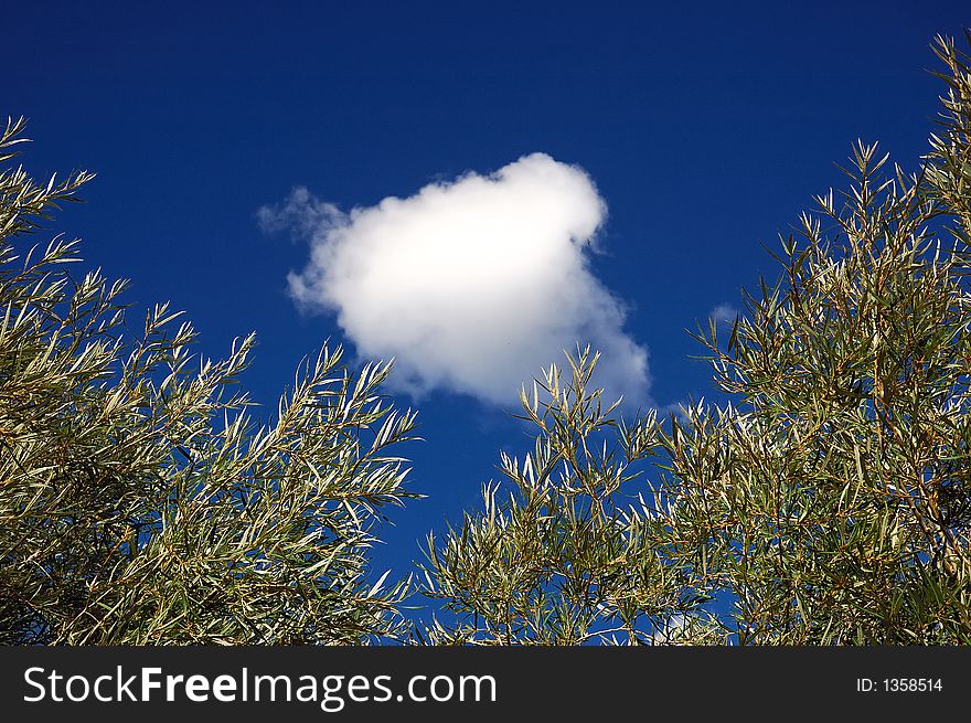 Trees with a cloud on the sky. Trees with a cloud on the sky
