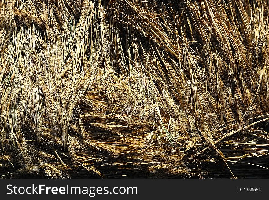 Ears of barley, Ladakh, India.