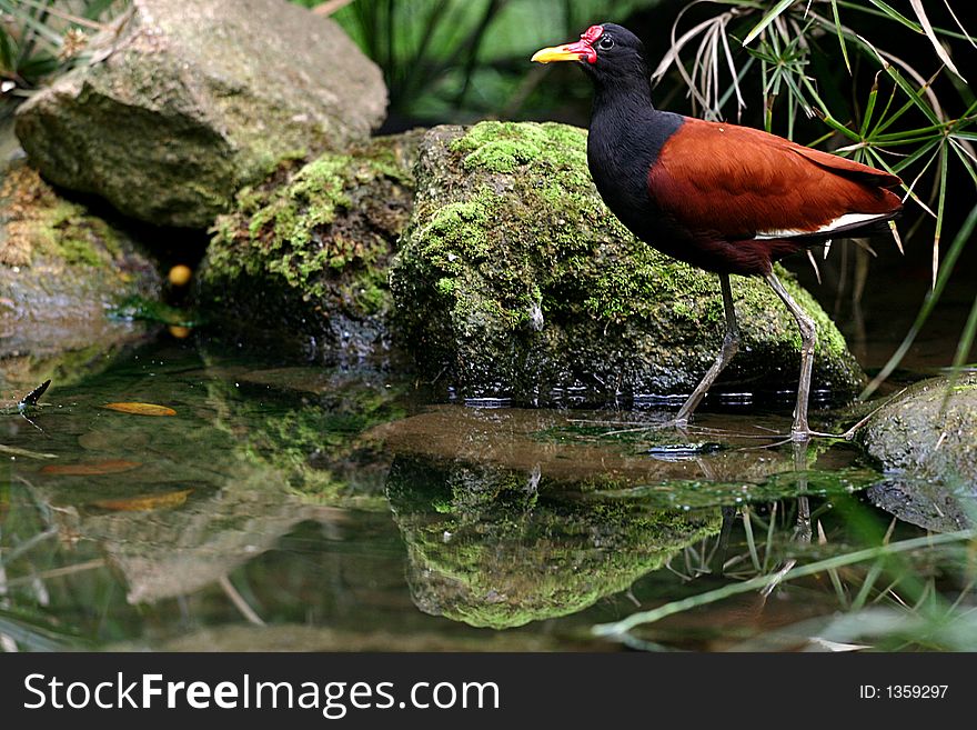 Wild bird drinking in a swamp