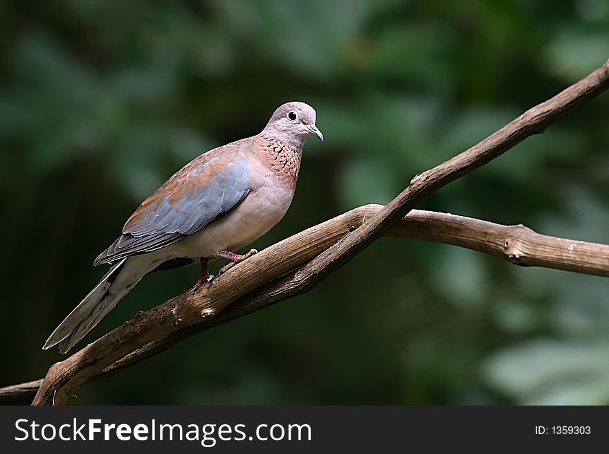 Some bird walking on a tree