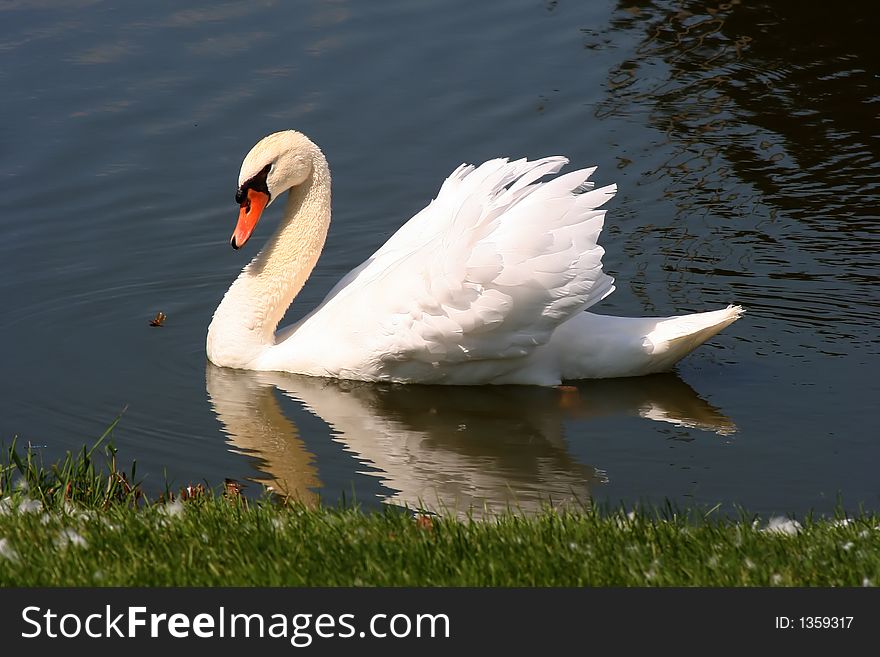 A White Swan on Pond