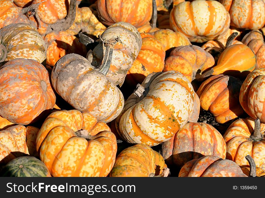 Colorful selection of gourds, they look like mini pumpkins!. Colorful selection of gourds, they look like mini pumpkins!