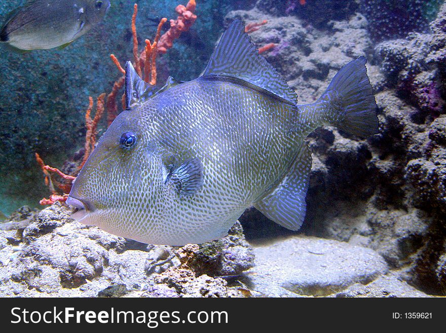 Portrait of a Grey Triggerfish Fish. Portrait of a Grey Triggerfish Fish