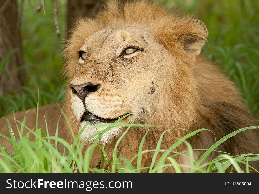 Lion lying in the grass. Was wounded in a fight a week before. Lion lying in the grass. Was wounded in a fight a week before