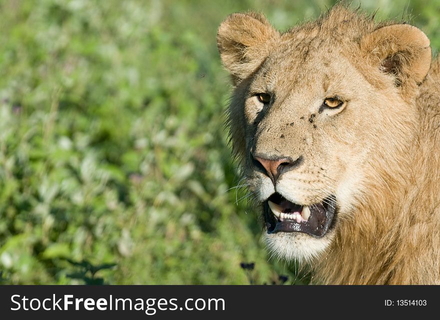 A female lion in the wild africa