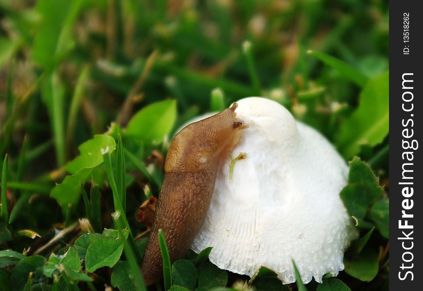 A snail eating a mushroom. A snail eating a mushroom