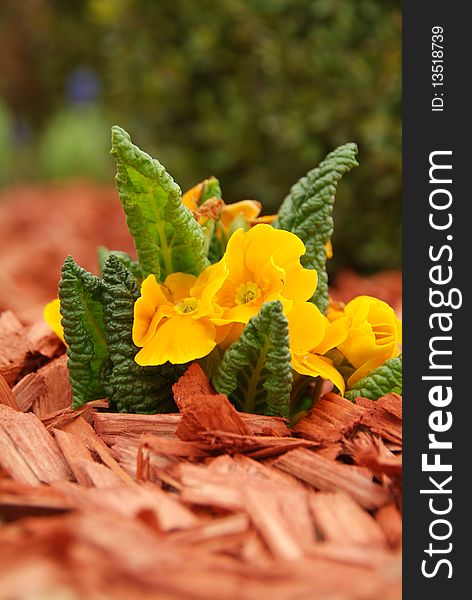 Yellow primulas &x28;Primula hortensis&x29