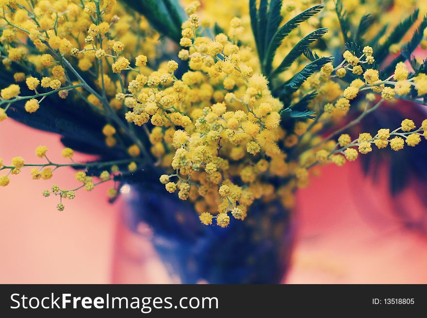 Bouquet of acacia (Acacia dealbata) flowers. Bouquet of acacia (Acacia dealbata) flowers