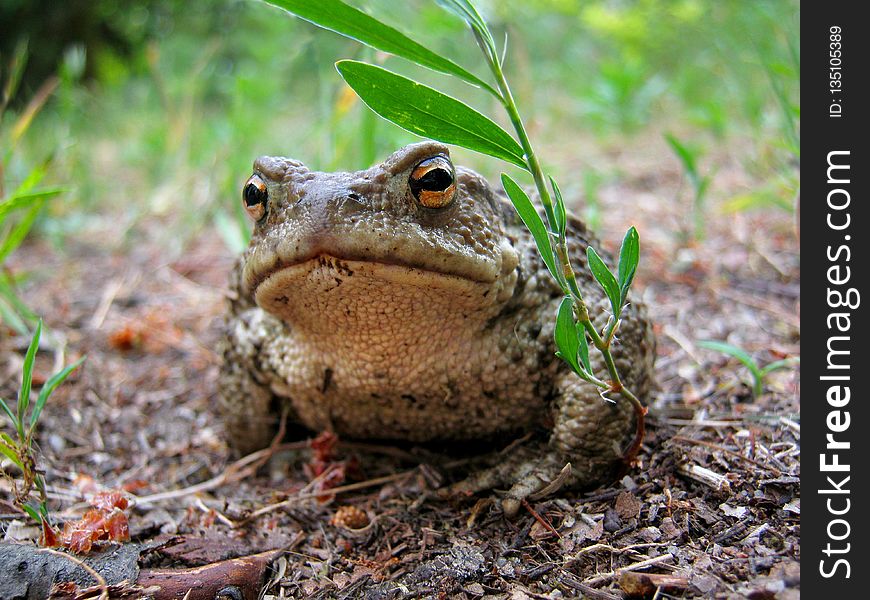 Toad, Ranidae, Amphibian, Terrestrial Animal
