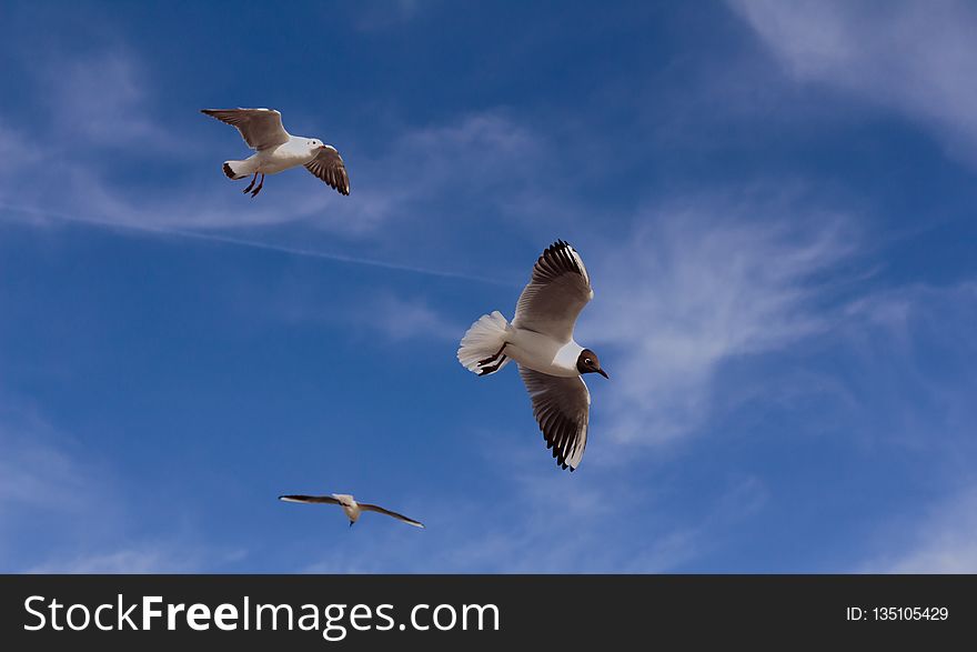 Sky, Bird, Seabird, Gull