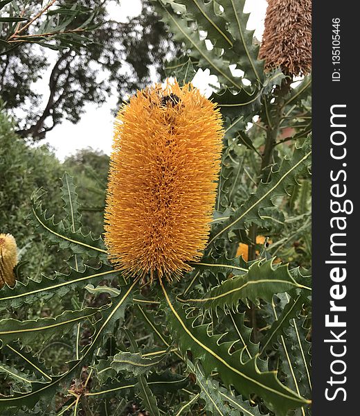 Banksia, Flora, Plant, Flower