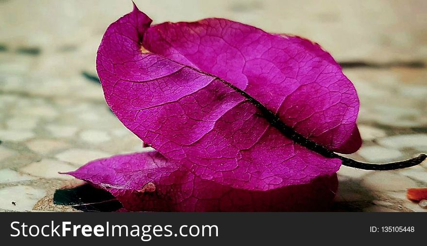 Flower, Purple, Leaf, Petal
