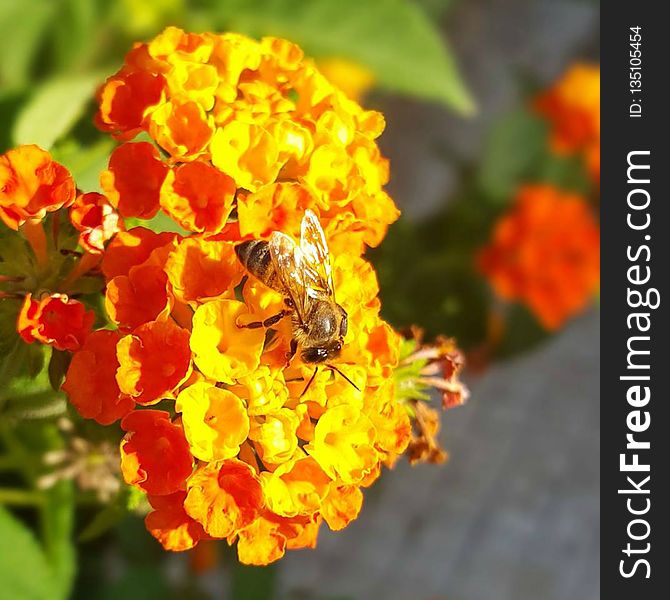 Yellow, Flower, Honey Bee, Nectar
