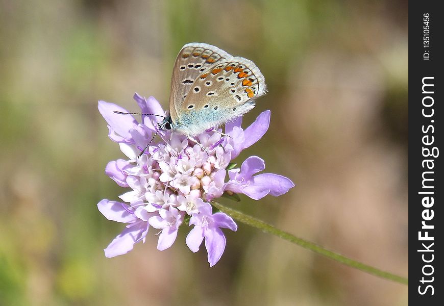 Butterfly, Flower, Lycaenid, Moths And Butterflies