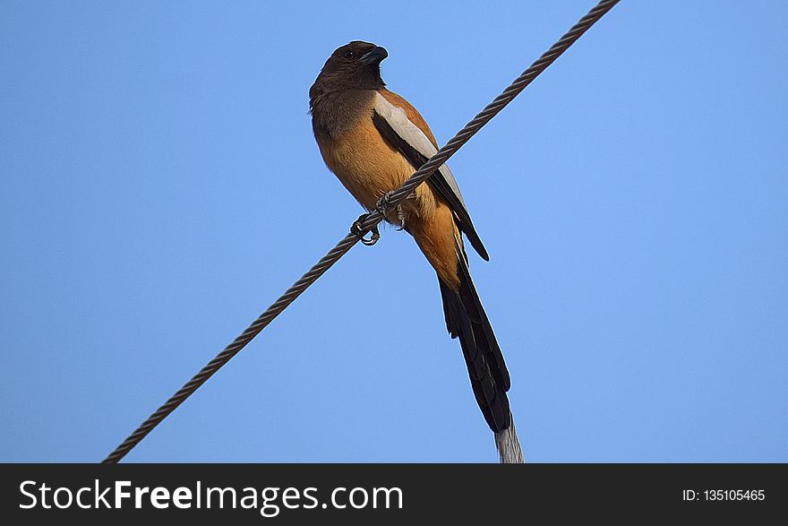 Bird, Beak, Fauna, Sky