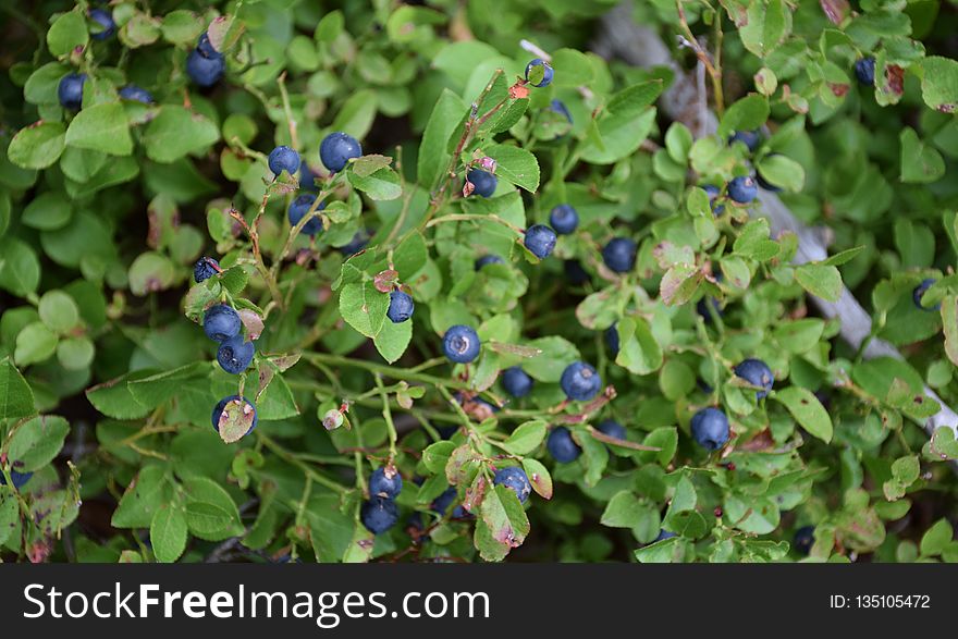 Plant, Bilberry, Flora, Huckleberry