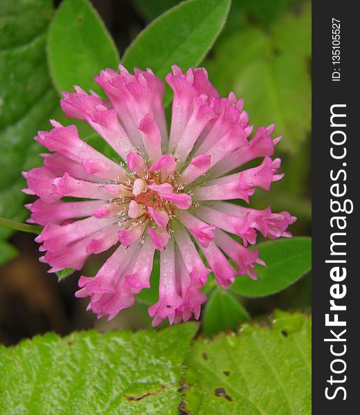 Flower, Plant, Flora, Wildflower