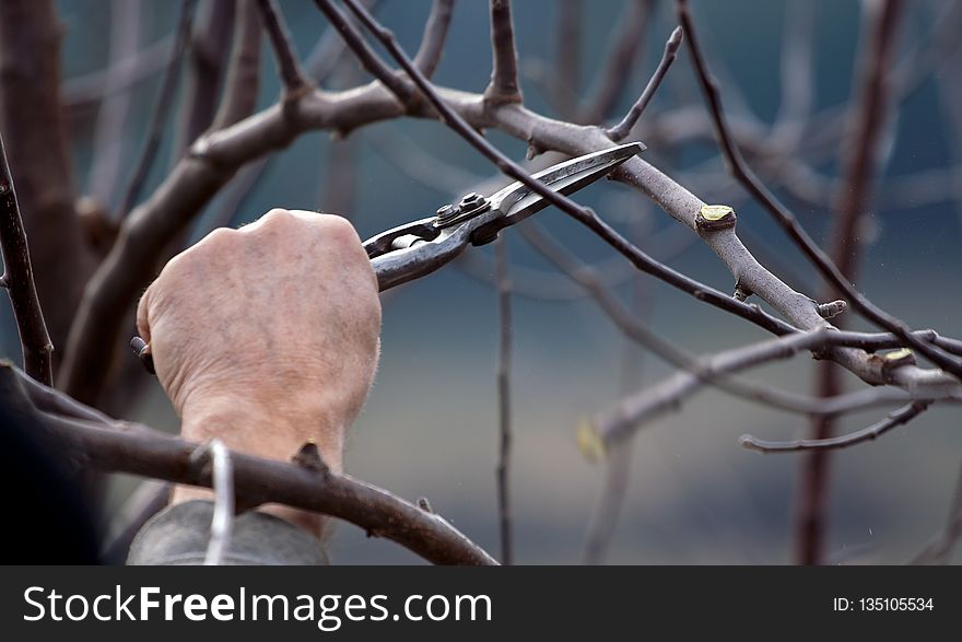 Branch, Close Up, Twig, Wire