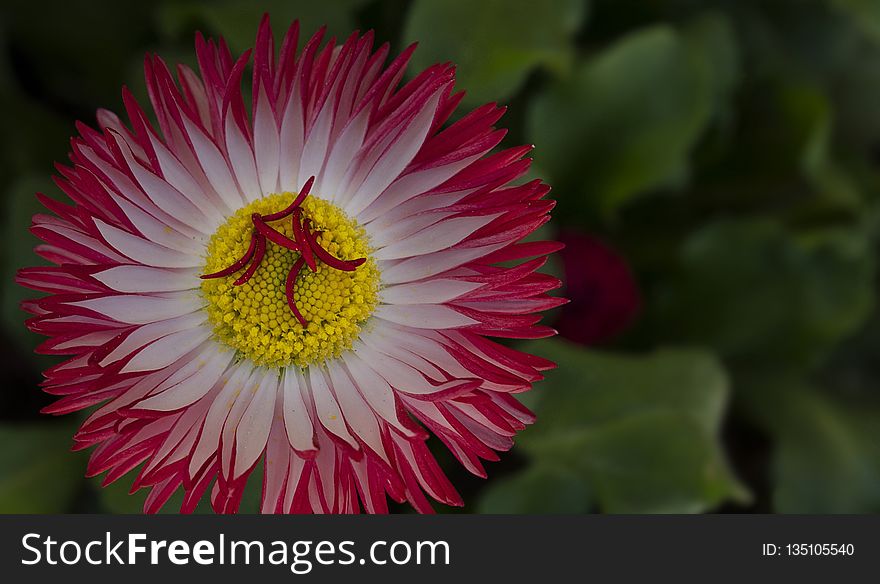 Flower, Flora, Plant, Flowering Plant