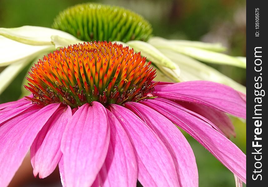 Coneflower, Flower, Nectar, Close Up