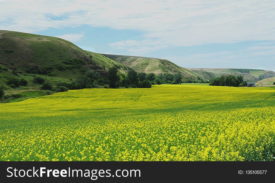 Grassland, Field, Yellow, Canola