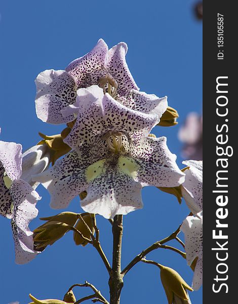 Flower, Flora, Plant, Purple