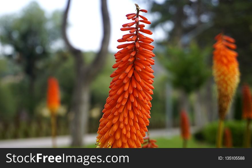 Torch Lily, Plant, Flower, Flowering Plant