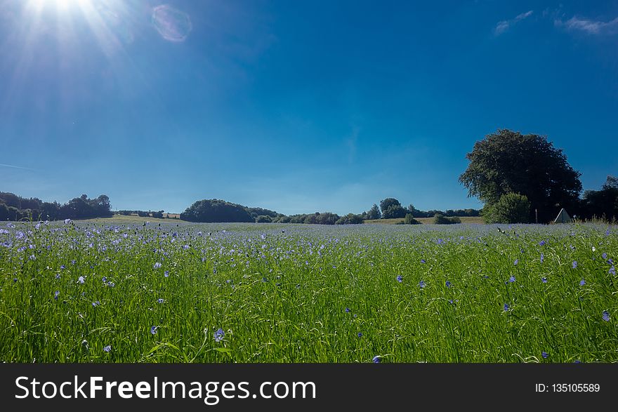 Sky, Grassland, Meadow, Field