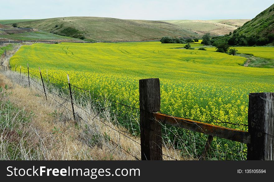 Grassland, Field, Yellow, Pasture