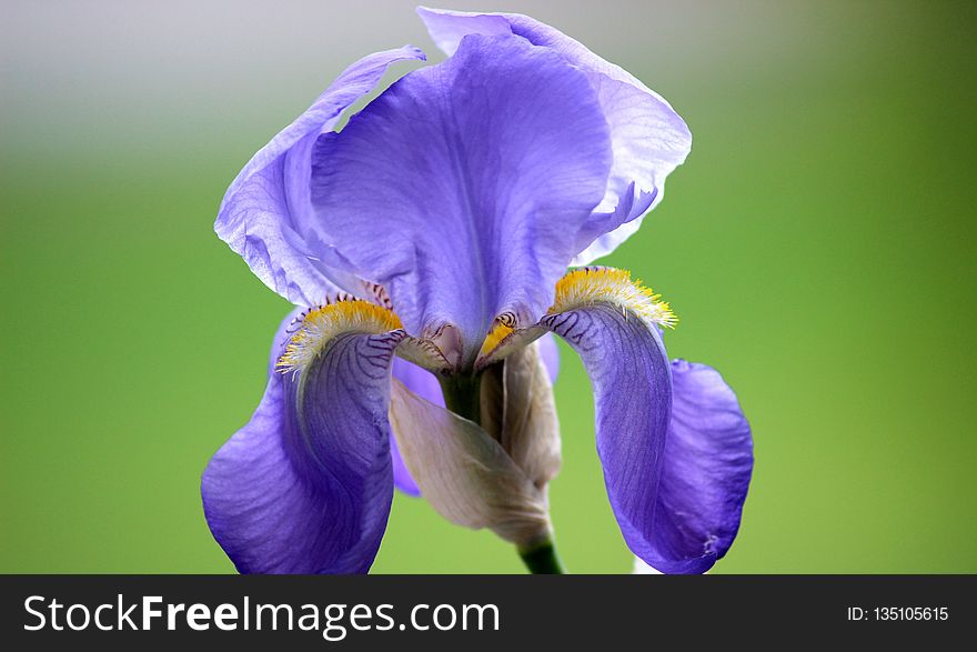 Flower, Blue, Plant, Flowering Plant