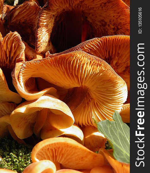 Mushroom, Edible Mushroom, Agaricaceae, Close Up