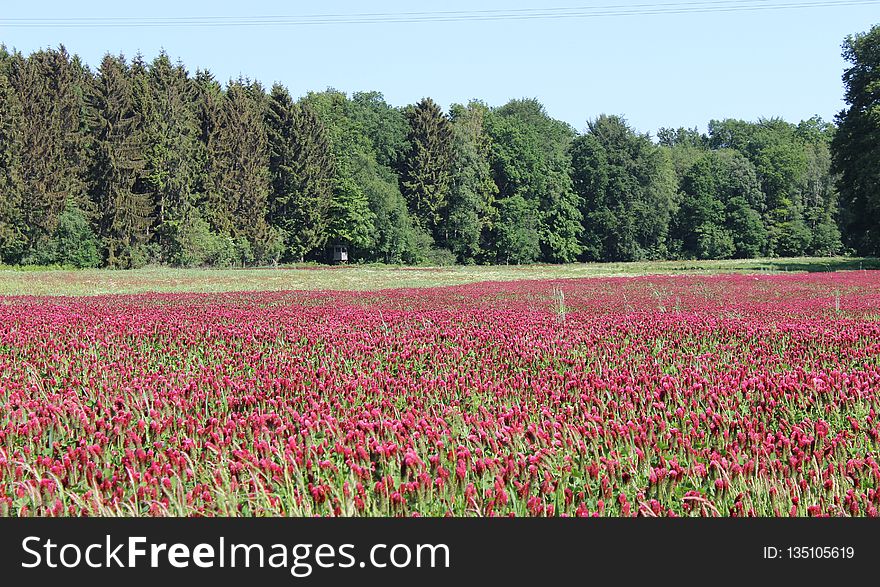 Field, Vegetation, Meadow, Ecosystem