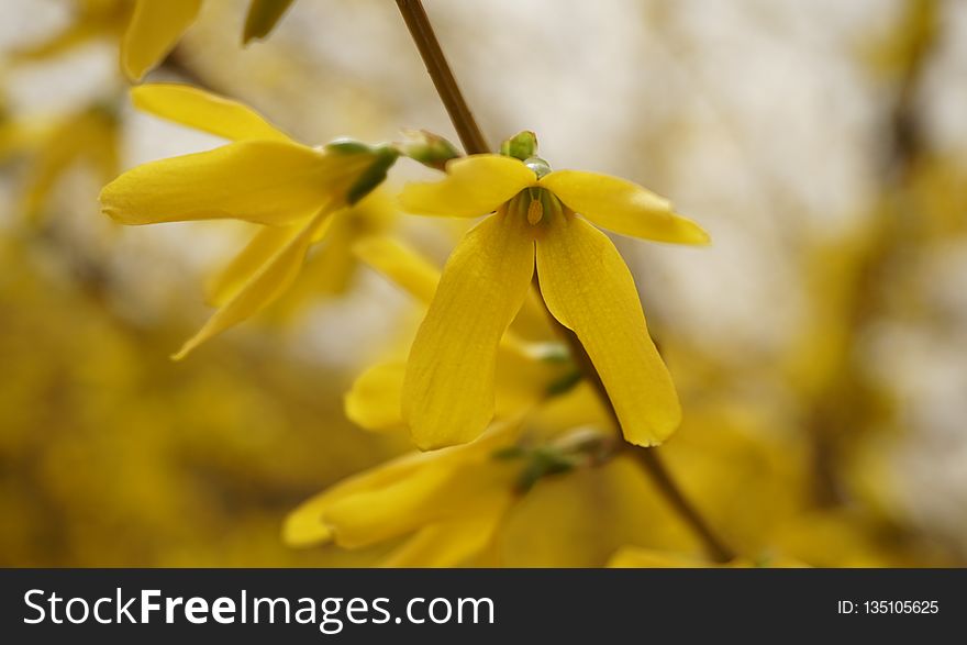 Flower, Flora, Yellow, Close Up