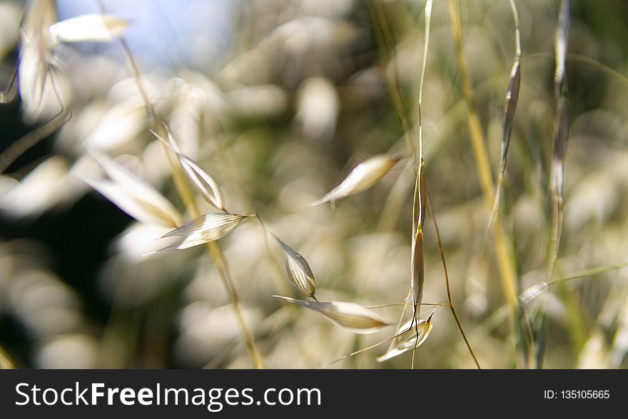 Flora, Plant, Close Up, Grass Family