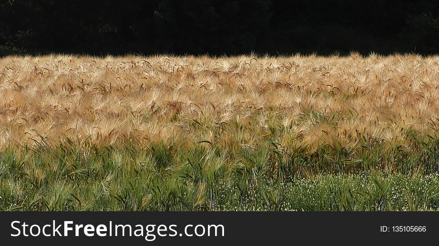Crop, Grass Family, Field, Food Grain