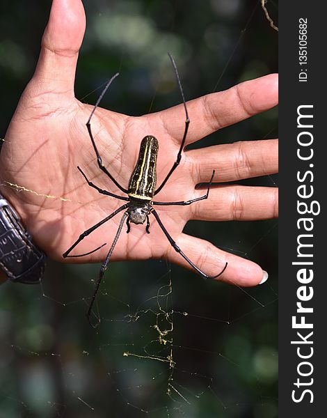 Arachnid, Spider, Invertebrate, Insect