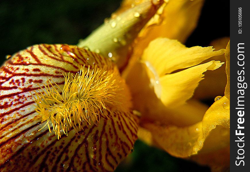 Yellow, Flower, Flora, Close Up