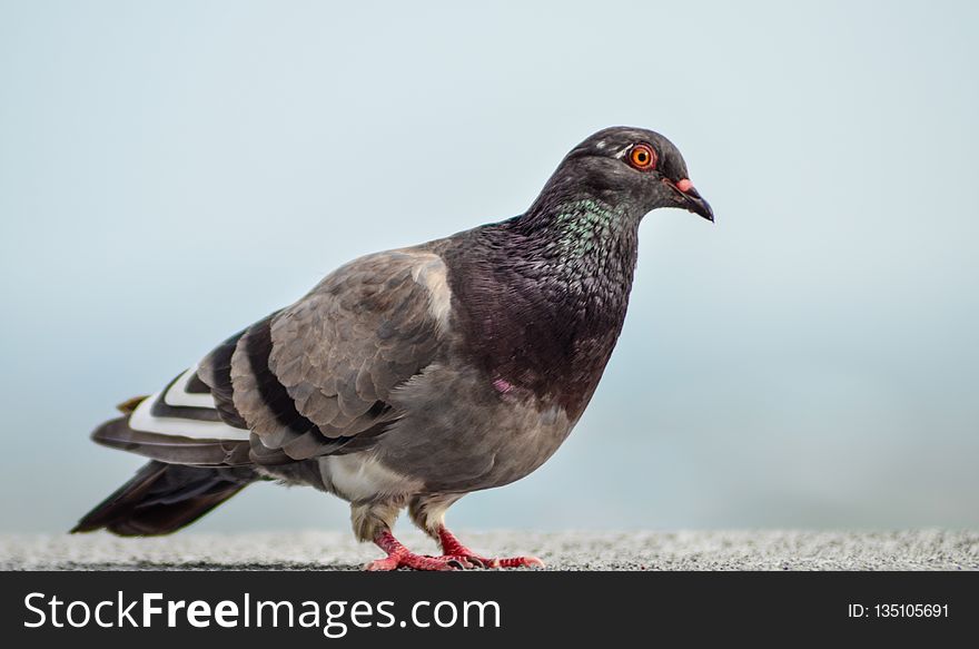 Pigeons And Doves, Fauna, Bird, Beak