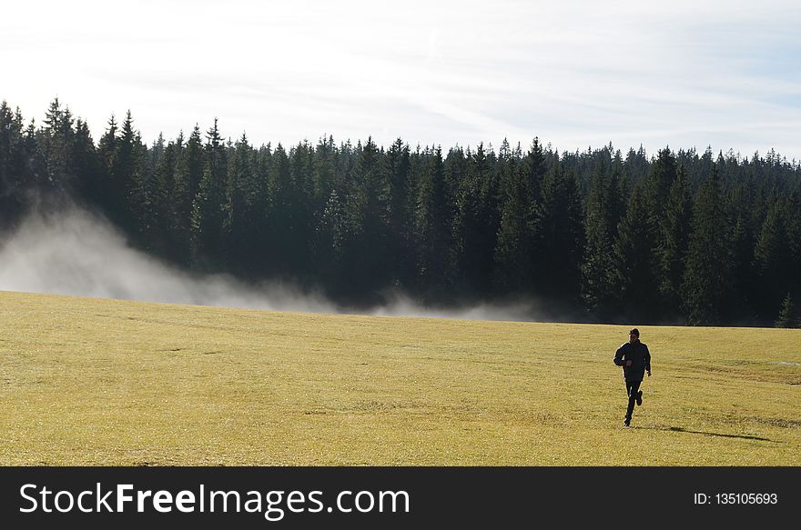 Grassland, Ecosystem, Field, Grass