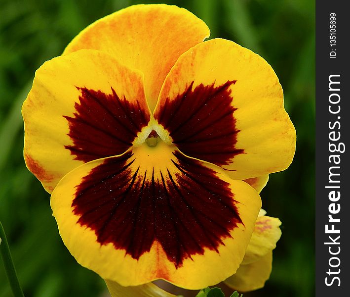 Flower, Yellow, Pansy, Flora
