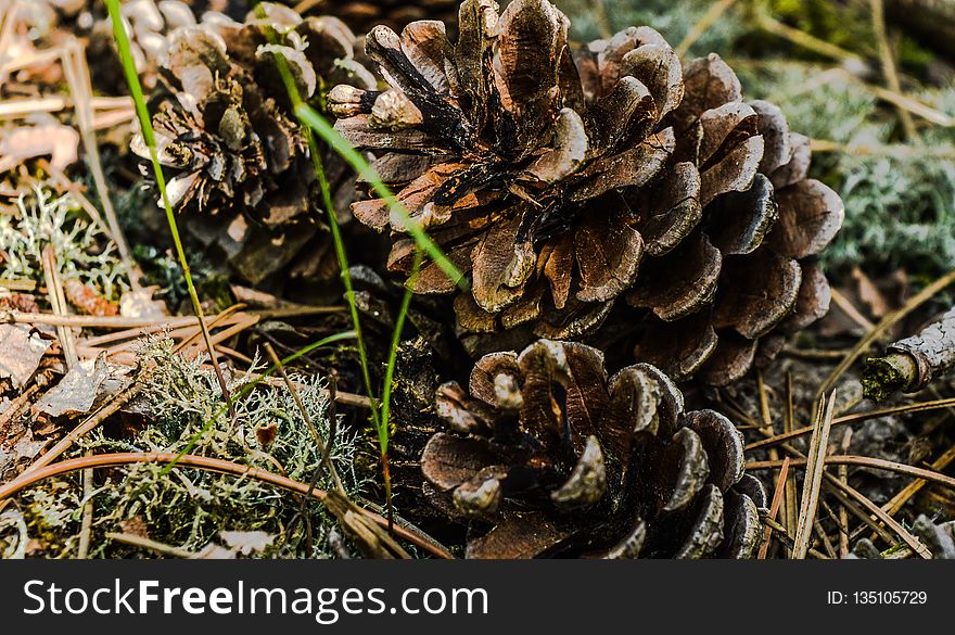 Plant, Flora, Pine Nut, Conifer Cone