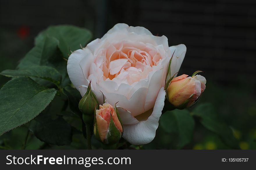 Rose, Flower, Rose Family, Flowering Plant