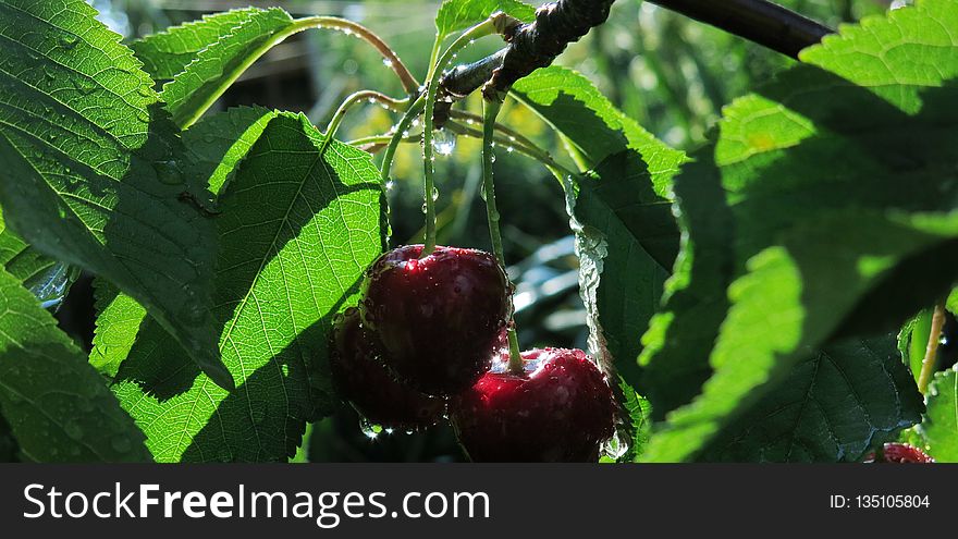 Fruit, Vegetation, Cherry, Leaf