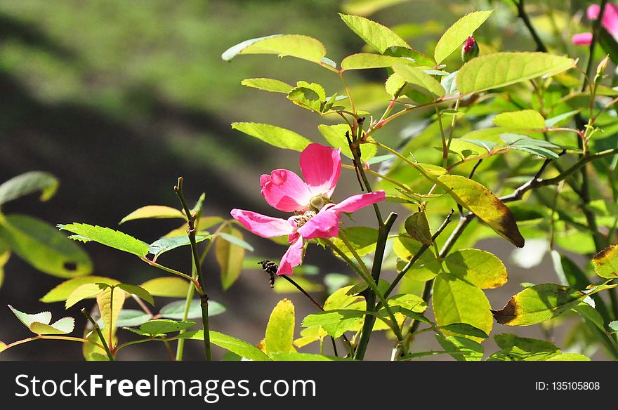 Plant, Flower, Flora, Vegetation