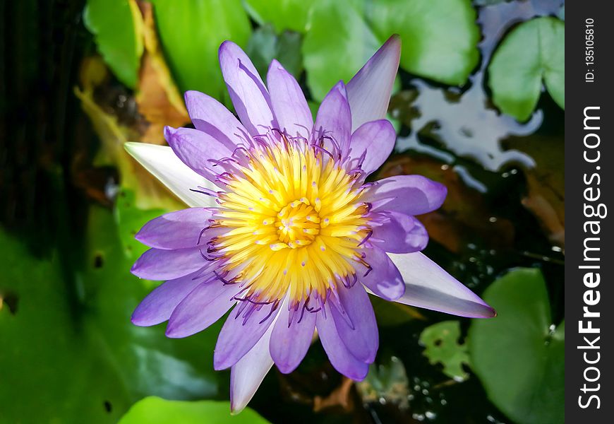 Flower, Flora, Plant, Purple