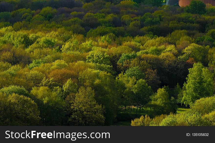 Nature, Vegetation, Ecosystem, Leaf